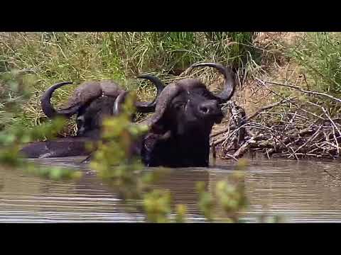 Djuma: Two African Buffalo come walking up dam wall - 13:00 - 03/20/20
