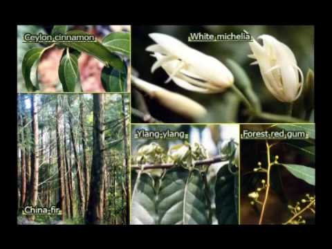 Taiwan Forestry Research Institute Introduction - 2009 English Version