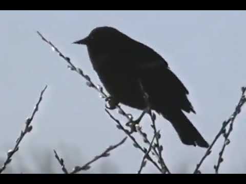 Zoboomafoo: Great Singers