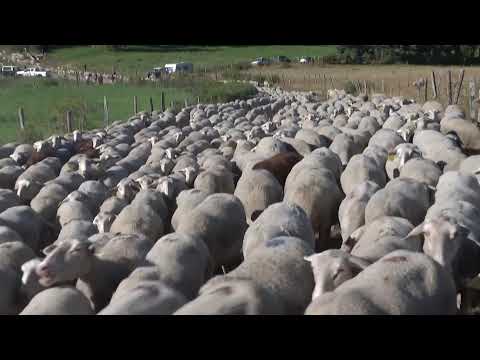 Non capita tutti i giorni di vedere un gregge così numeroso