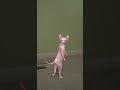 qwertyuiopasdfghjklzxcvbnm