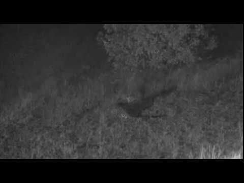 Djuma: Hyena walks right up to Hosana male leopard - 08/13/18