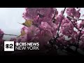 Petal Protectors guard cherry blossoms on Roosevelt Island
