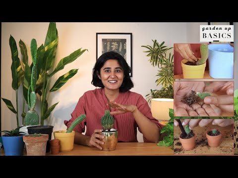 How to care for Cacti indoors | Garden Up Basics Ep.33