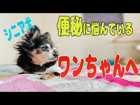 犬が排便困難になった場合、どうすればよいですか?