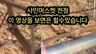 샤인머스켓 전정,이 영상을 보면은 할수있습니다.