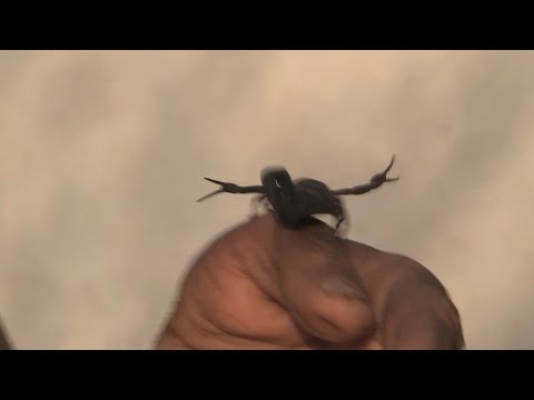 Scorpion venom, an alternative for curing pain