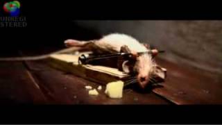 Mouse eats Cheese