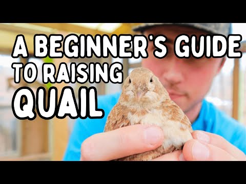 How To Raise Quail, For Beginners!
