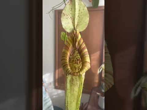 園芸 ラッフルズのウツボカズラ