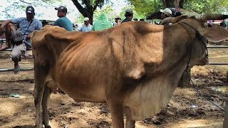 Download lagu 7.000 !! Babon Kurus Tinggal Tulang Harga Murah Meriah !! Pasar Sapi Jatirogo mp3 Download lagu 7.000 !! Babon Kurus Tinggal Tulang Harga Murah Meriah !! Pasar Sapi Jatirogo mp3