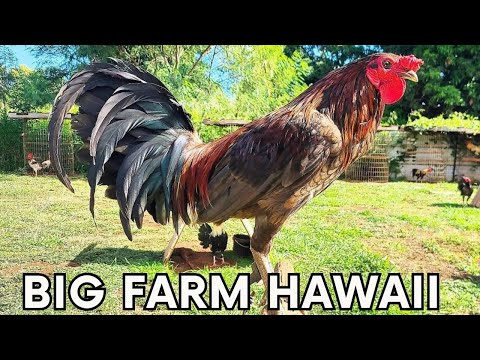 Beautiful Big Farm Rodney Robello Farm in Hawaii 🌴🇺🇸 USA