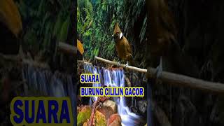Download lagu MASTERAN CILILIN GACOR SUARA JERNIH NGEROL mp3