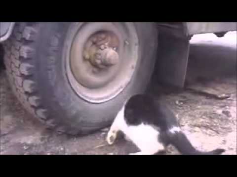 Rato Inteligente! Rsssss