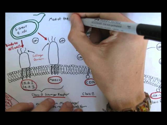 Immunology - Innate Immunity Scavenger Receptors