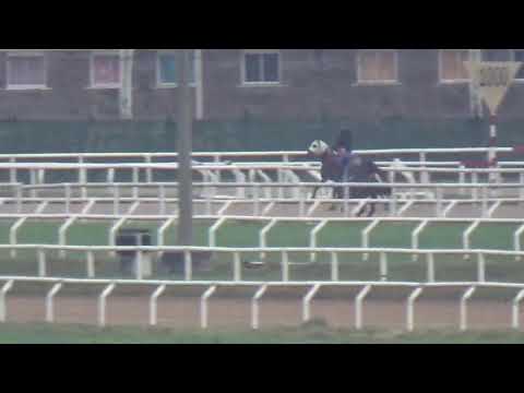 OLYMPIC HARVARD(brz)-REVISTA INVASOR