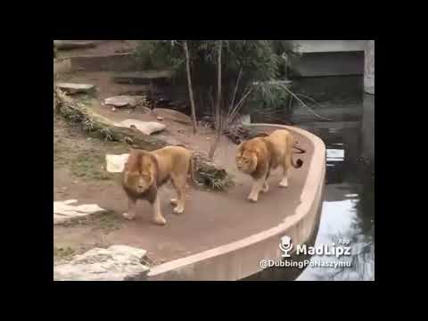 Dubbing Po Naszymu - Jutro zaś Poniedziałek.... czyli Dubbing Zwierząt