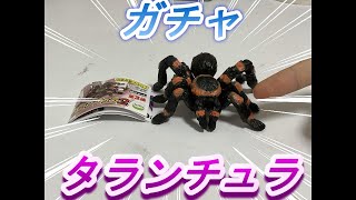 （リアル）part168ガチャガチャタランチュラ！？