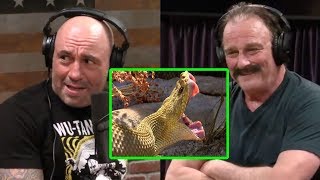 Download lagu Joe Rogan - Jake the Snake: Mexican Rattlesnakes and Komodo Dragons mp3 Download lagu Joe Rogan - Jake the Snake: Mexican Rattlesnakes and Komodo Dragons mp3