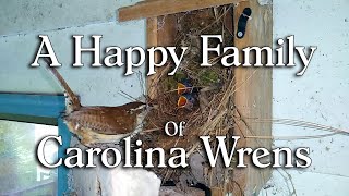 A Happy Family Of Carolina Wrens (Feeding Time)