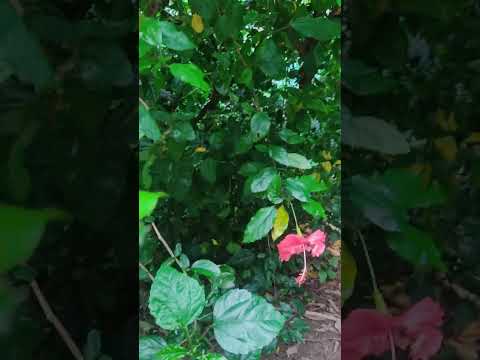 The beautiful flowers.