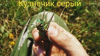 Ловят насекомых на лету с помощью короткого широко раскрытого клюва
