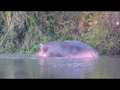 Djuma: Hippo getting a little active and marking side of the dam too - 17:20 - 04/09/2023