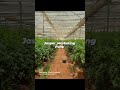 Dutch Rose Rose Love Trending Latest Flowers Pune Jaspermarketing India Gujarat Rajasthan