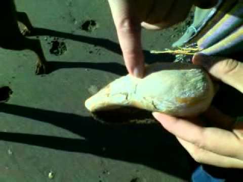 El Pescadero. Rio Negro. Vídeo0012