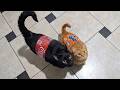 Try Not To Laugh Funniest Cat Moments 2026