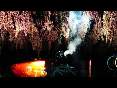 Davojah - Puff It ( Official Video )