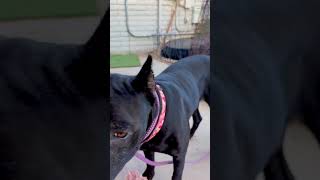 Video preview image #1 Mutt Puppy For Sale in Goodyear, AZ, USA