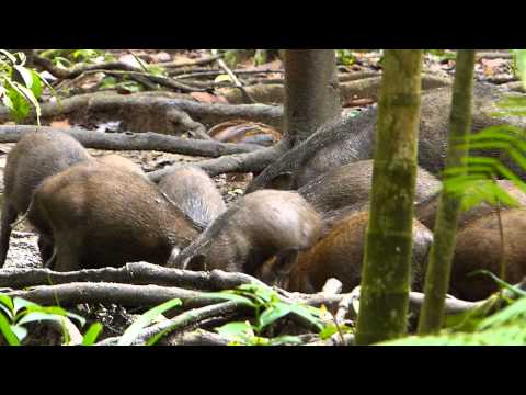Wild Boar Wrestling