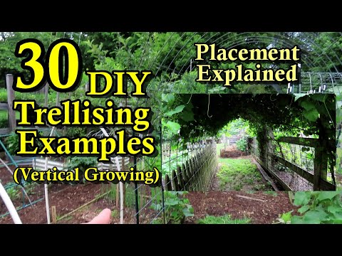 30 DIY Garden Trellising Examples (Build Overview, Crop Examples, & Placement Strategies)