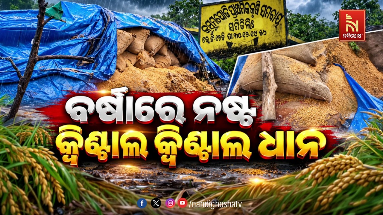 🔴Live | ବର୍ଷାରେ ନଷ୍ଟ କ୍ବିଣ୍ଟାଲ କ୍ବିଣ୍ଟାଲ ଧାନ | NandighoshaTV