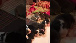 Video preview image #1 Olde English Bulldogge Puppy For Sale in CYNTHIANA, IN, USA