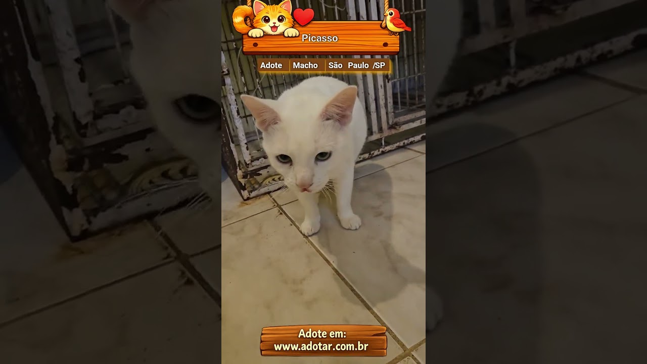 Gato raça SRD-ViraLata idade 2 anos nome Picasso (PCD)
