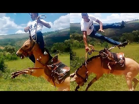 HOJE É DIA DE TOMBO ABEIA BRABA 😁🐝