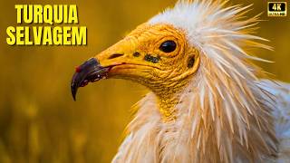 Maravilhas da Turquia Selvagem — Entre Montanhas, Rios e Animais Indomáveis