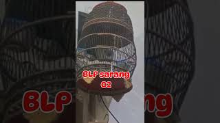 Download lagu Masteran perkutut bangkok juara nasional #trending #perkutut mp3