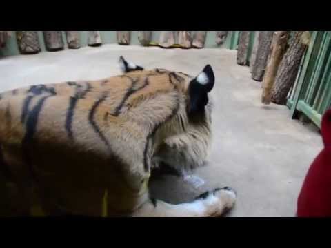 Hungry tiger