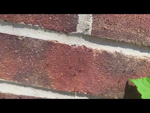 Massive Pavement Colony Found on the Side of the Building In Farmingdale, NJ