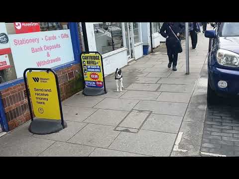 Dog outside Hampton Hill High Street Post Office 9th January 2026