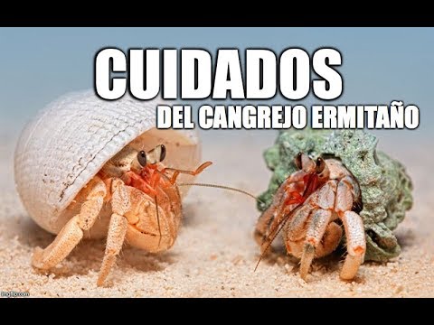 , title : 'cangrejo ermitaño cuidados'
