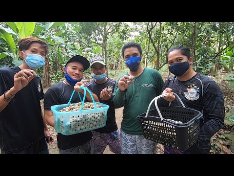 SE02EP07 - PAG HARVEST ng ITLOG ng PUGO ni BOY SUNTOK | QUAIL EGG HARVESTING | San Gabriel , SPC