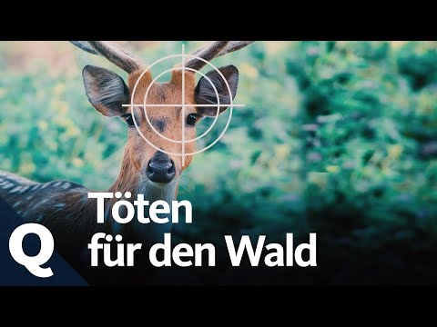 Braucht der Wald Hobby Jäger?