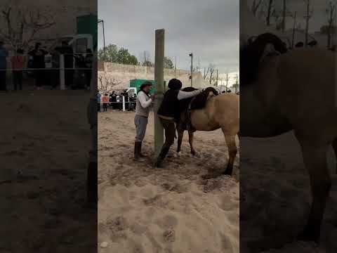Amilcar Unanue clínica de doma tradicional en la pampa 🐴🇦🇷