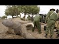 Elephant With Cable Snare Gets Urgent Treatment Sheldrick Trust