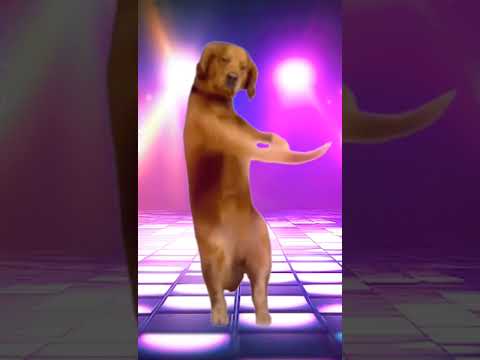funny dog dance a🤣🤣🤣🤣