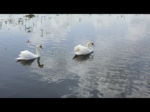 Rezervația Naturală Cenei, Timiș